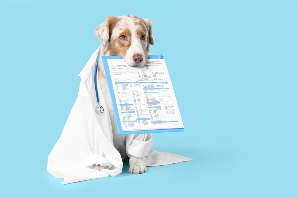 Dog dressed as a veterinarian holding a clipboard for pet insurance coverage.